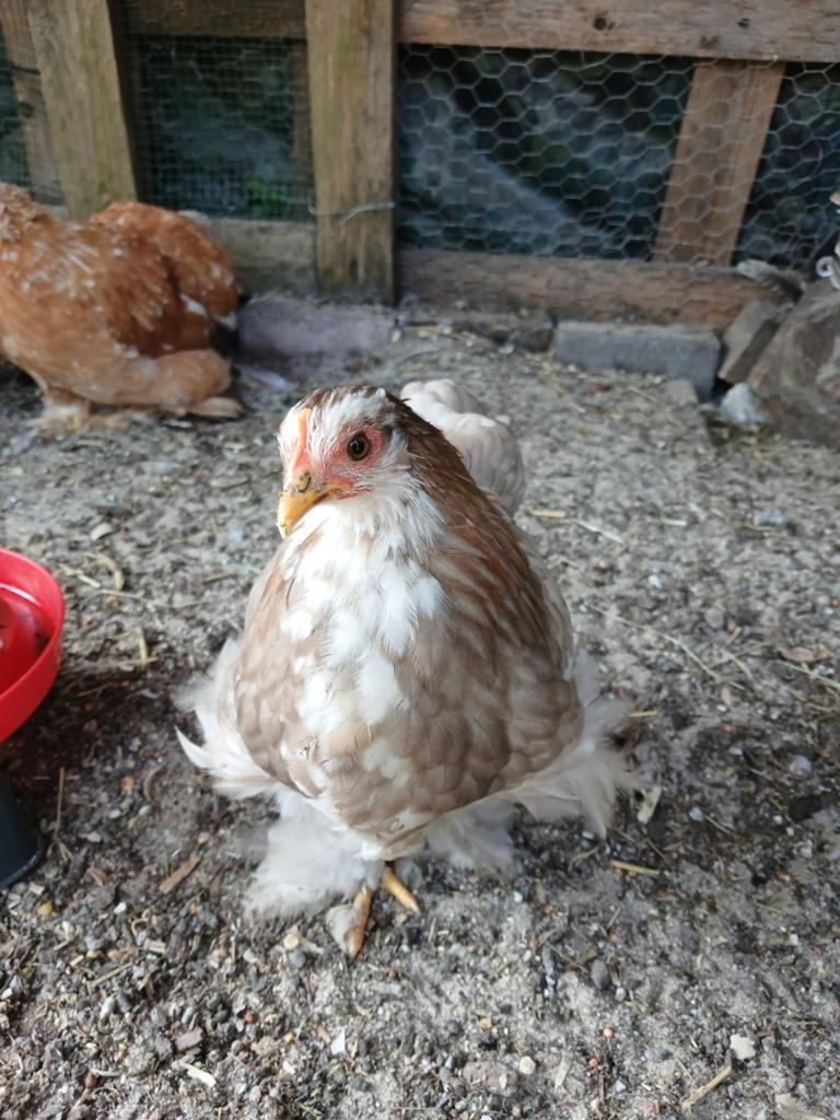 Cochin kriel trio, Dieren en Toebehoren, Pluimvee, Meerdere dieren, Kip