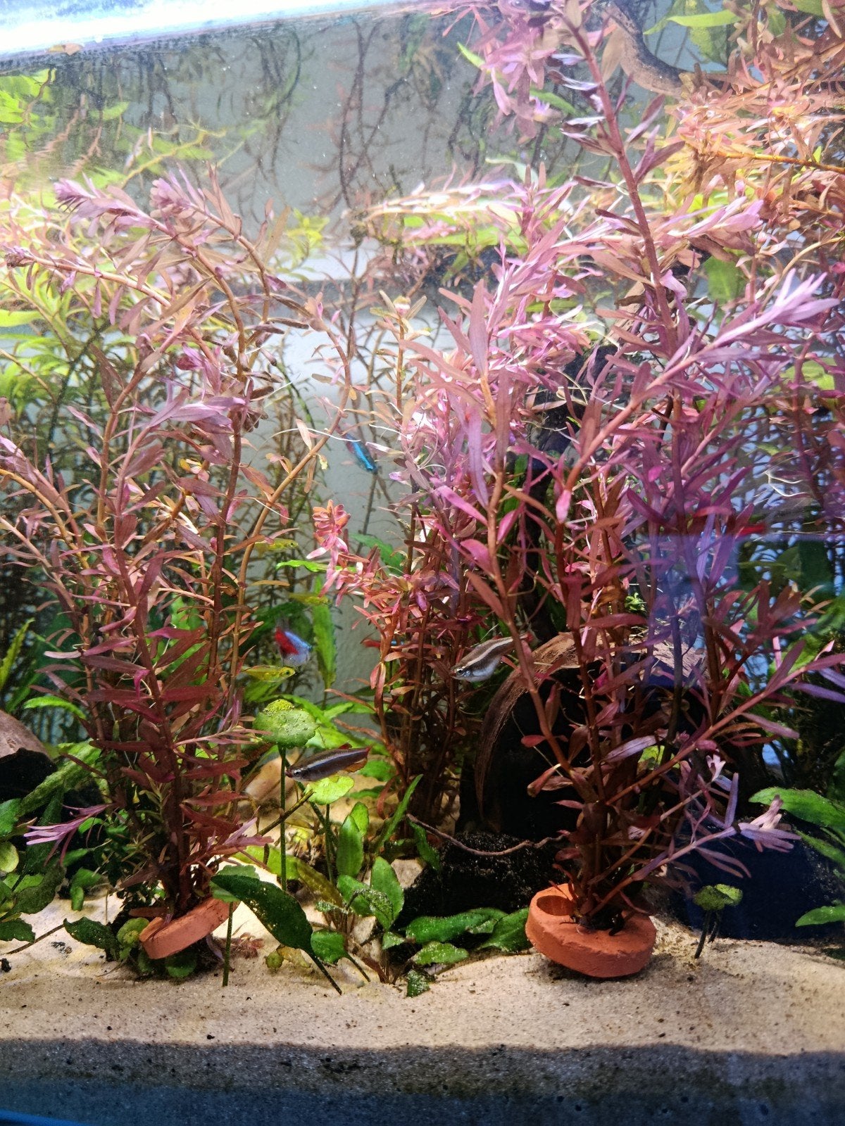 rotala red blood aquarium plant, Dieren en Toebehoren, Ophalen, Nieuw, Plant(en), Steen of Hout