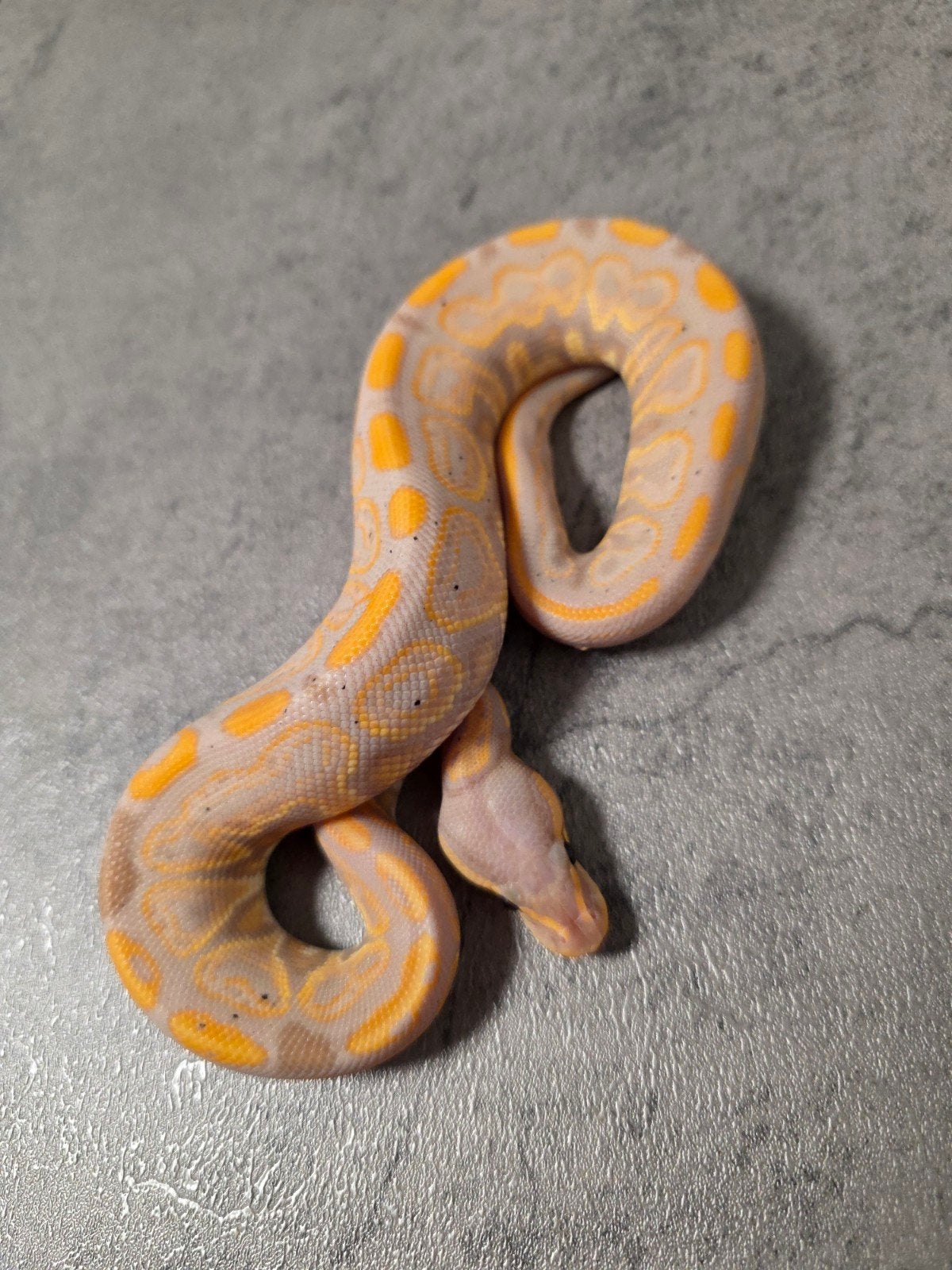 Femalemaker Barnhart Black Pastel Banana 50%Piebald♂️ Ball Python photo 3