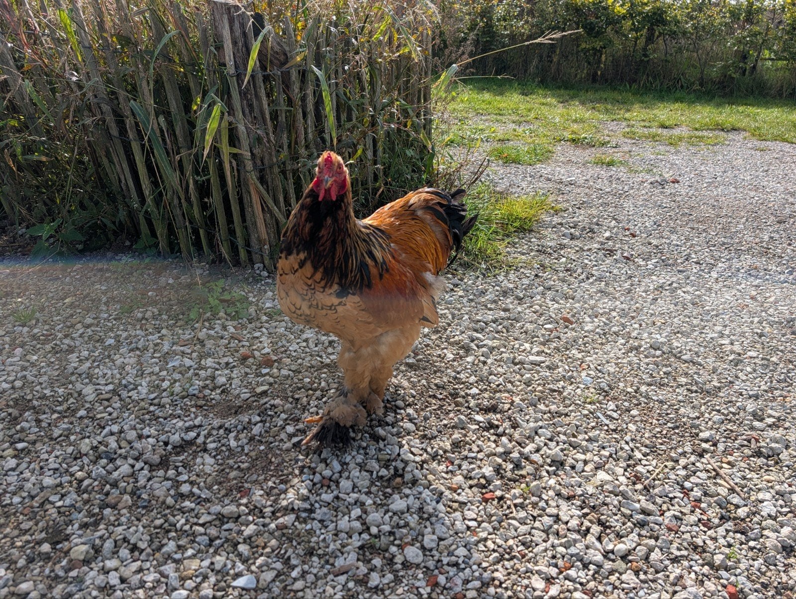 Mooie grote Brahma haan zoekt een nieuw thuis, Dieren en Toebehoren, Mannelijk, Kip