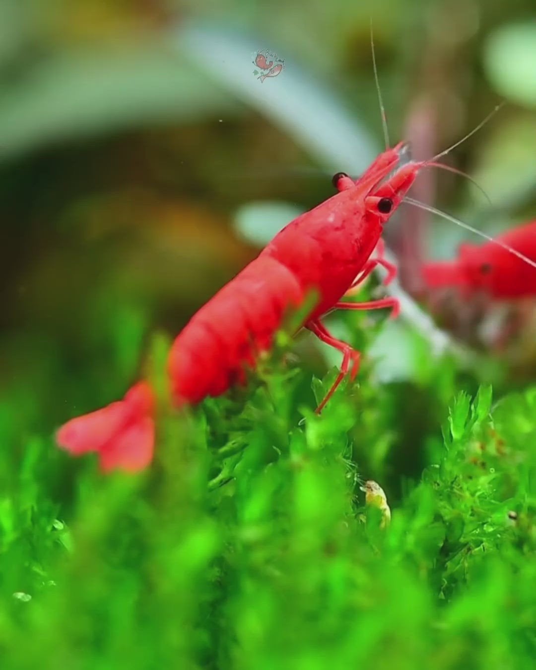 Bloody mary neocaridina garnalen hoge kwaliteit!, Kreeft, Krab of Garnaal, Zoetwatervis, Schoolvis