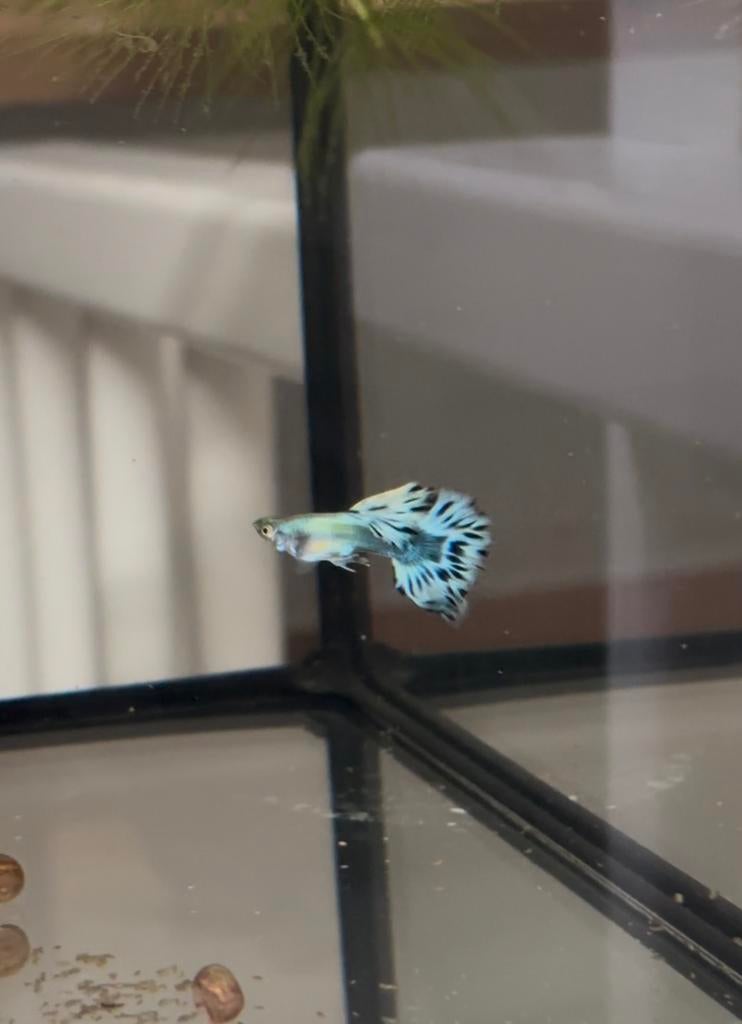 Blue Ivory Guppies | Raszuiver!, Vis