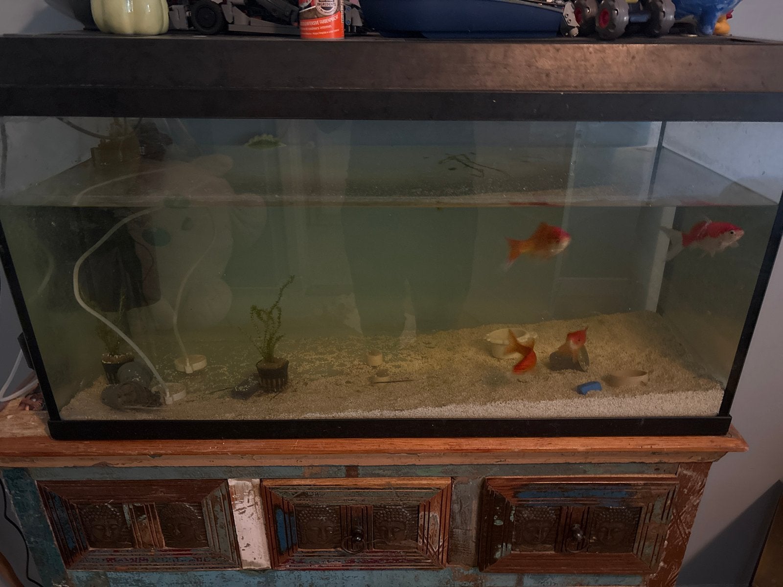 Aquarium, Ophalen of Verzenden, Gebruikt
