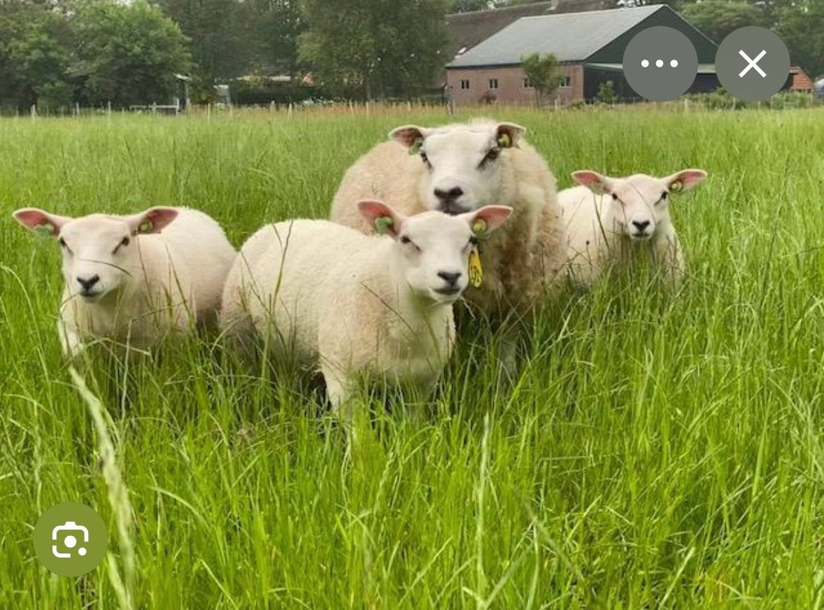 2 jonge schapen gezocht, Dieren en Toebehoren, Vrouwelijk, Schaap