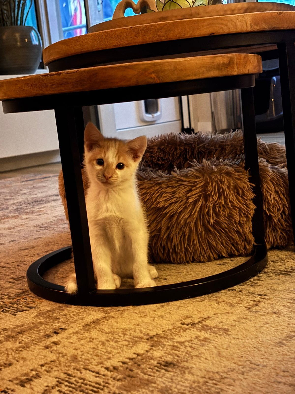 Kitten Sunny 13 wkn, incl. enting, chip en kittenpakket, Kater, Kortharig, 0 tot 2 jaar