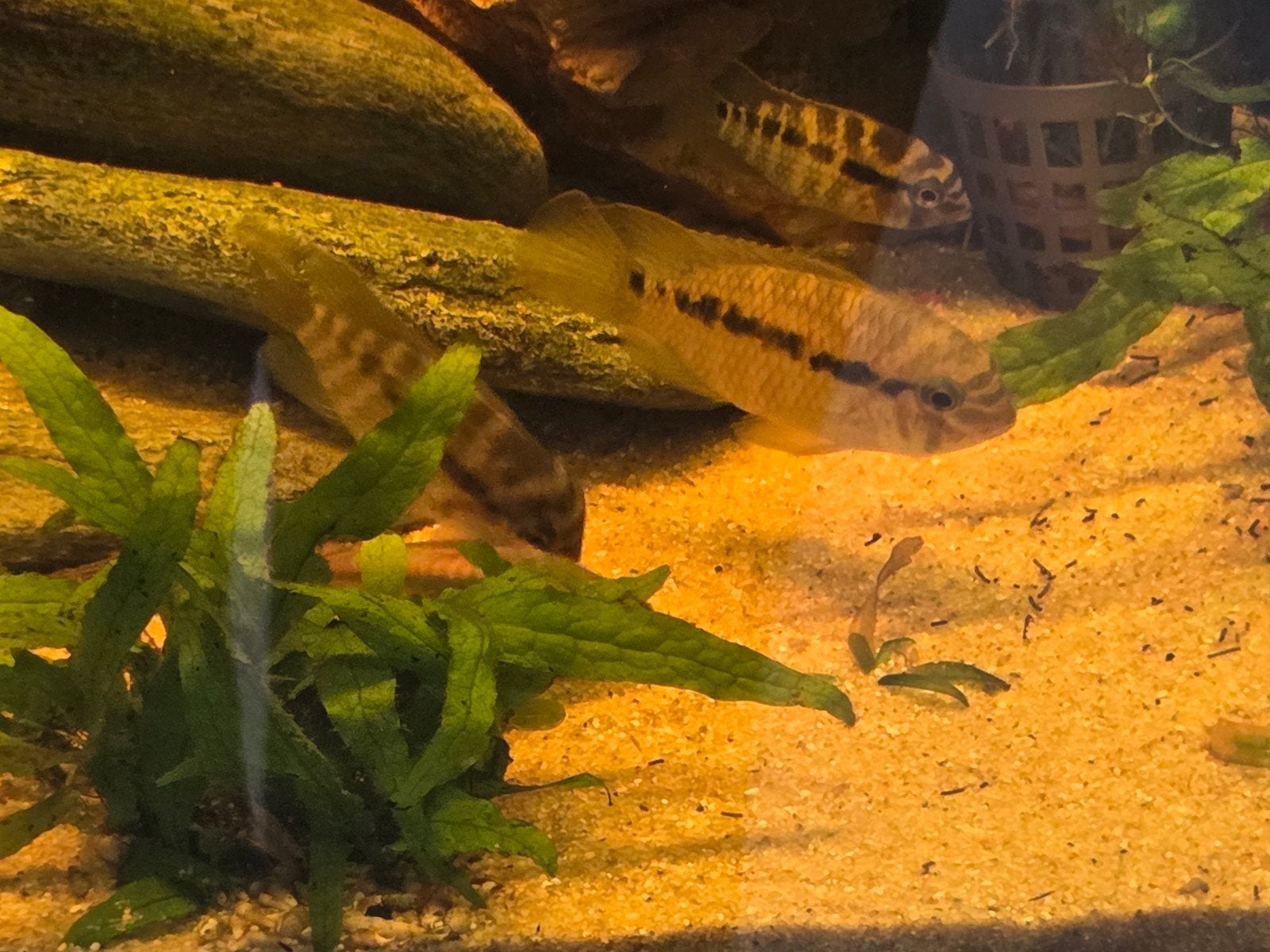 Krobia xinguensis. Tijdelijke aanbieding, Vis