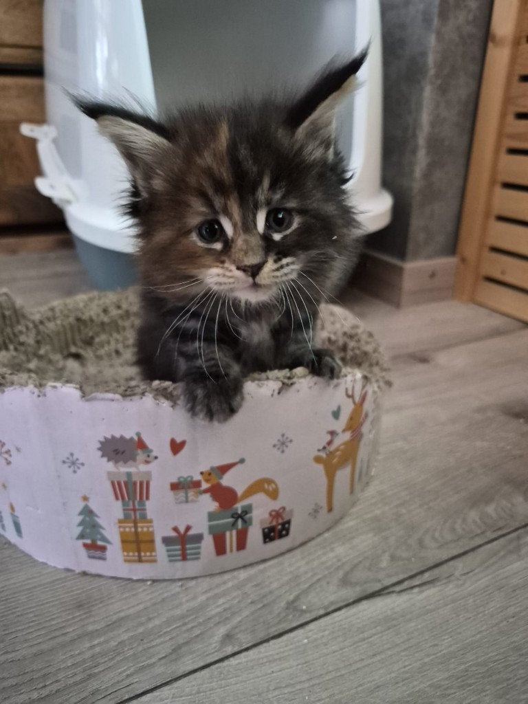 maine coone kitten, Dieren en Toebehoren, Poes, Gechipt, 0 tot 2 jaar