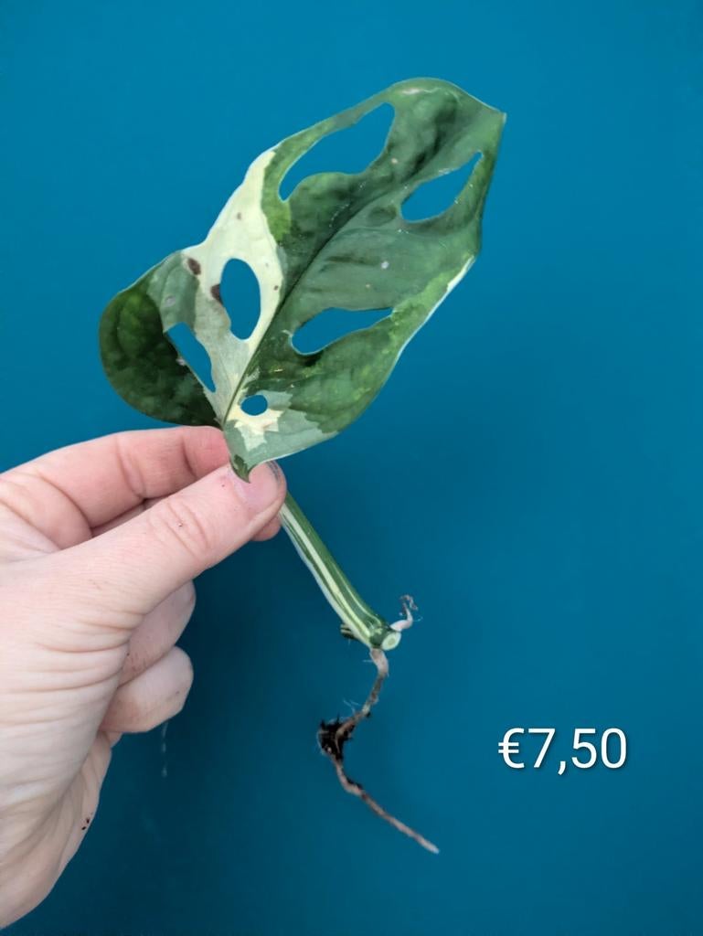 Monstera Adansonii Albo variegata stekken, Ophalen of Verzenden, Halfschaduw, Minder dan 100 cm