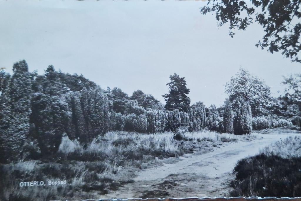 Fotokaart Otterlo - Bospad - 1965, Ophalen of Verzenden, 1960 tot 1980, Gelopen, Gelderland