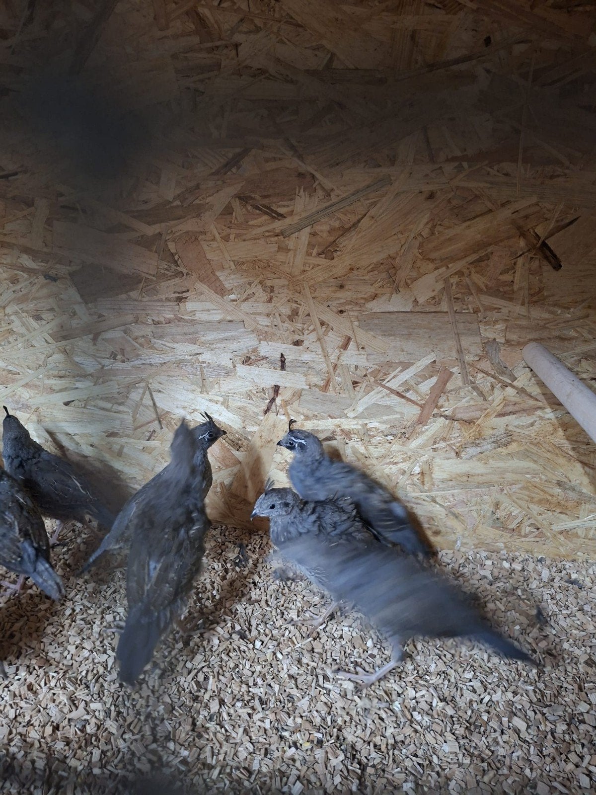 californische kwartels koppel 30 euro, Meerdere dieren