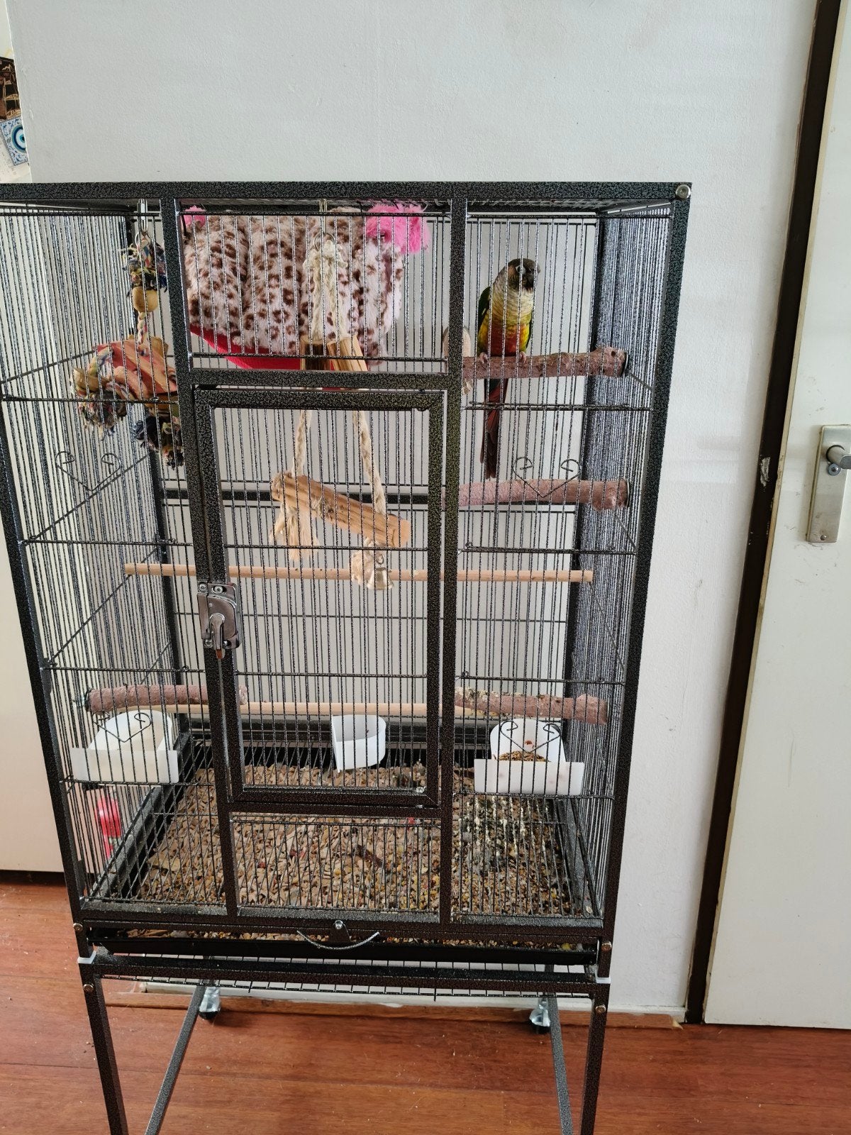Pyrrhura met zgan kooi te koop, Ophalen, Zo goed als nieuw, Metaal, Vogelkooi
