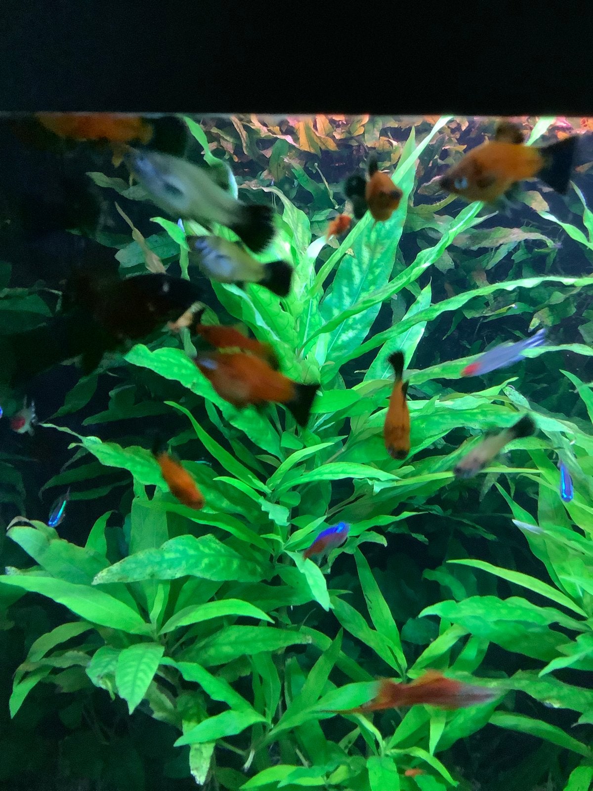 Hygrophila guianensis aquariumplant, Ophalen of Verzenden