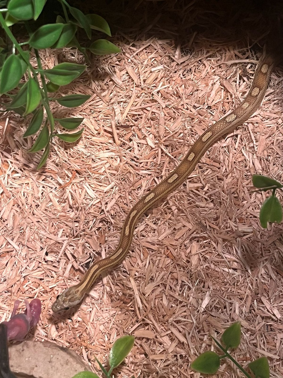 Caramel motley rattenslang, in prijs verlaagd, Slang, Met terrarium, 0 tot 2 jaar