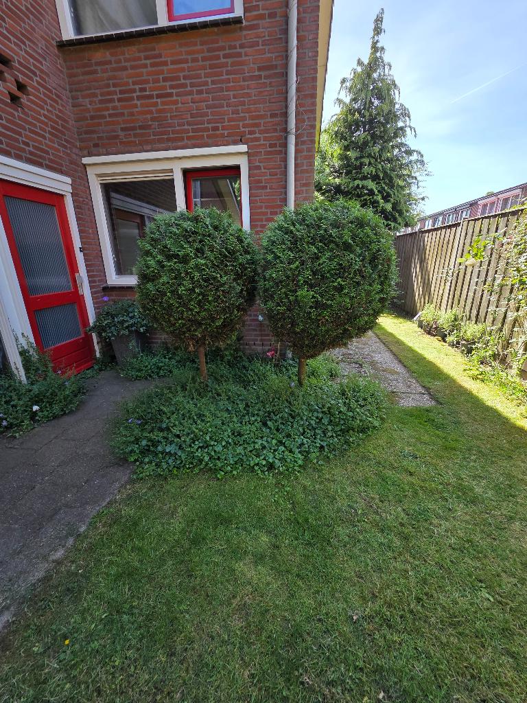 Conifeerbollen op stam, Volle zon, Vaste plant, Bloeit niet, Ophalen
