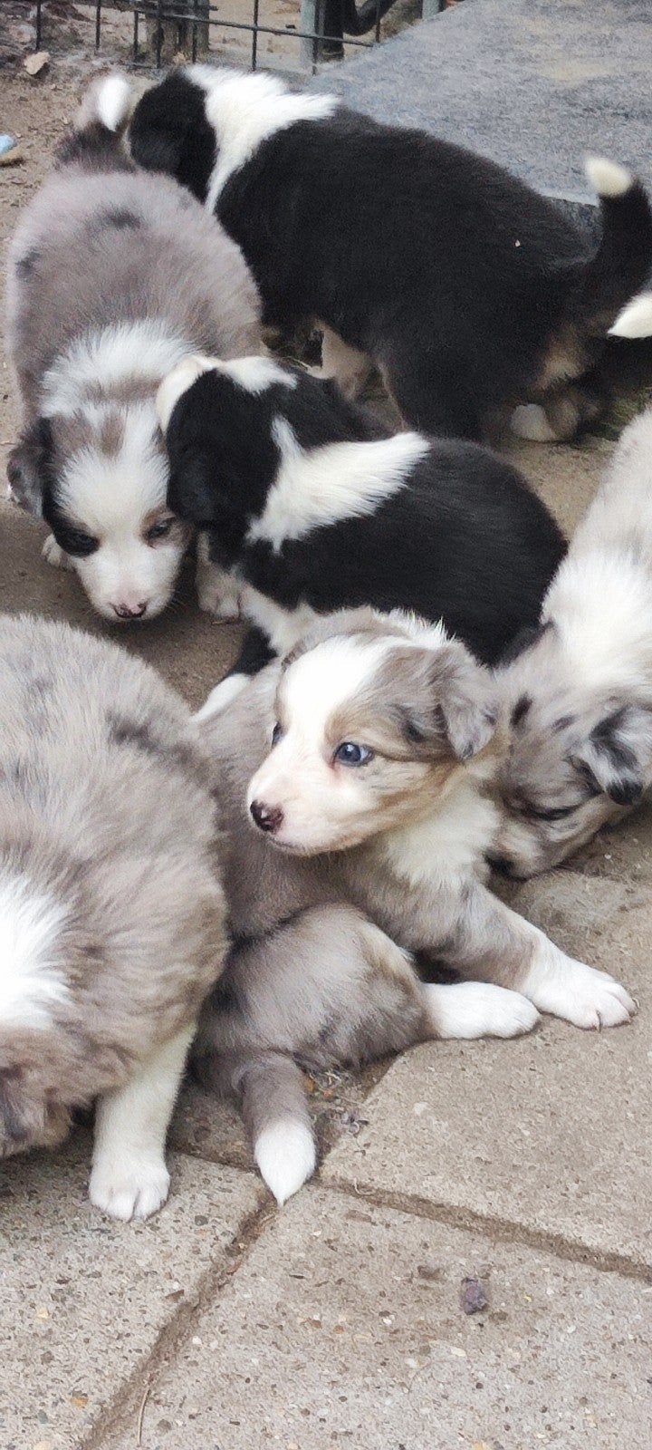 Border Collie Australian Shepherd pups, Dieren en Toebehoren, Honden | Herdershonden en Veedrijvers, Parvo, Reu, 8 tot 15 weken