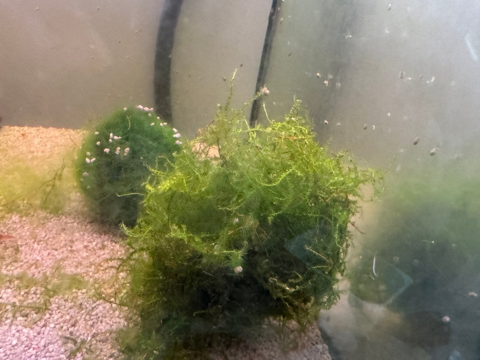 Javamos Ideaal voor garnalen & aquariums, Ophalen, Zo goed als nieuw, Plant(en), Steen of Hout