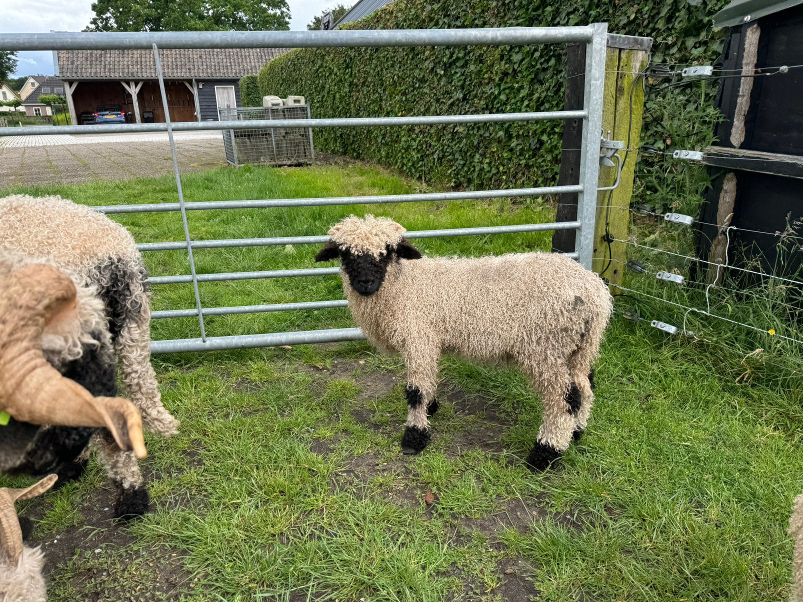 Walliser schwarznase ram lammeren, Dieren en Toebehoren, Schapen, Geiten en Varkens, Mannelijk, Schaap