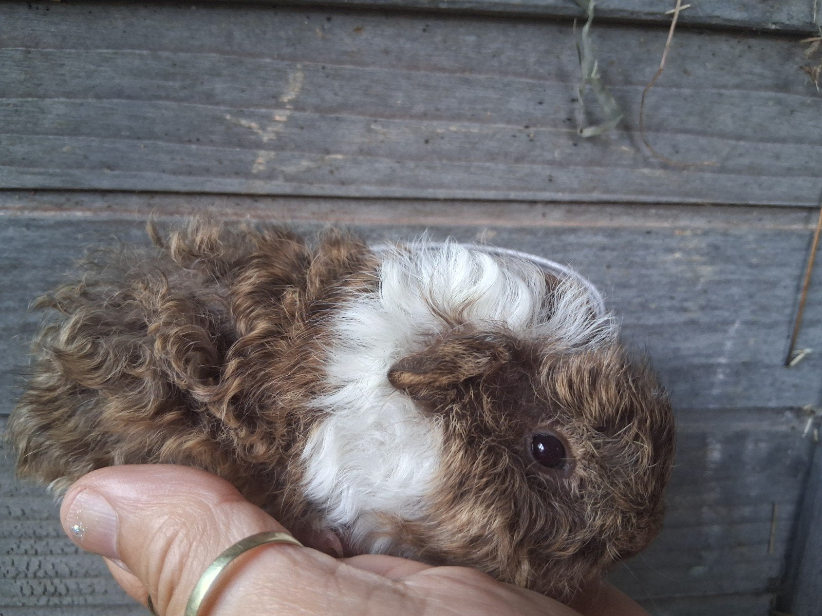 Tk prachtig lunkarya baby beertje, Dieren en Toebehoren, Knaagdieren, Cavia, Juni, Mannelijk, Tam