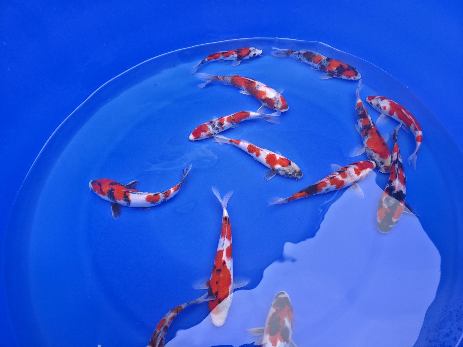 15 koi, Eén persoon