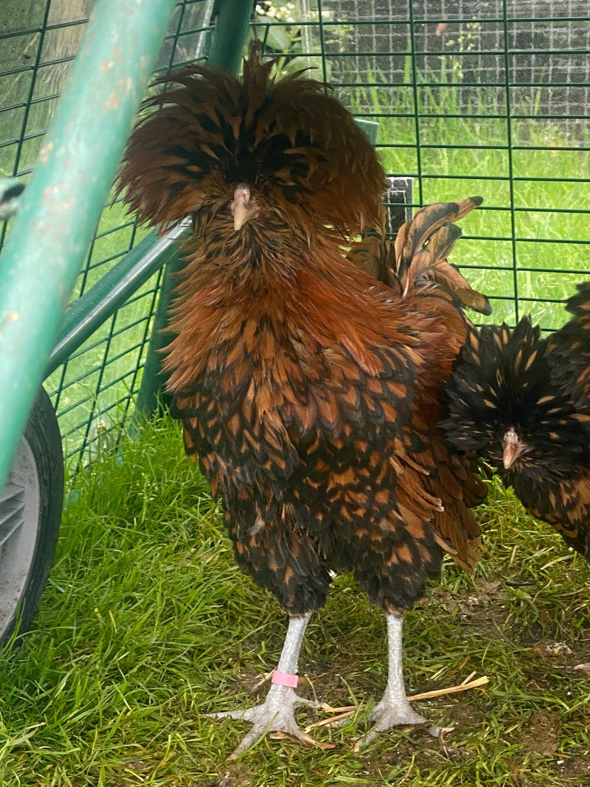 Padua haan zwart goud gezoomd 20 weken, Dieren en Toebehoren, Mannelijk, Kip