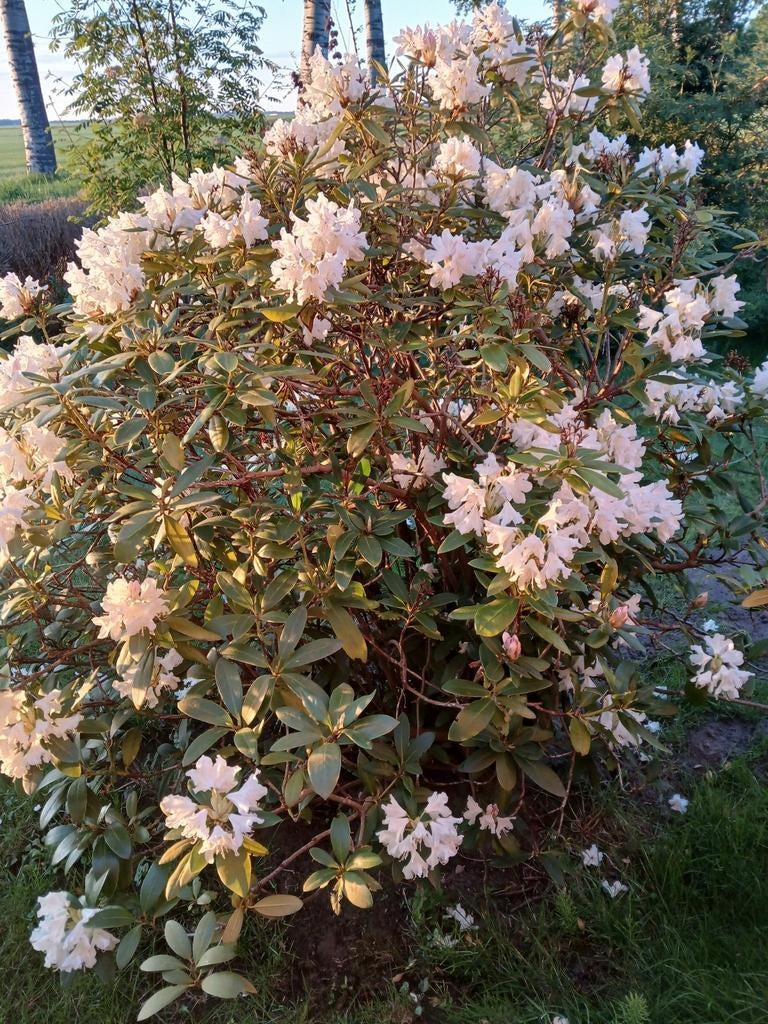 Witte rododendron, Tuin en Terras, Planten | Bomen, Ophalen, Volle zon, Overige soorten