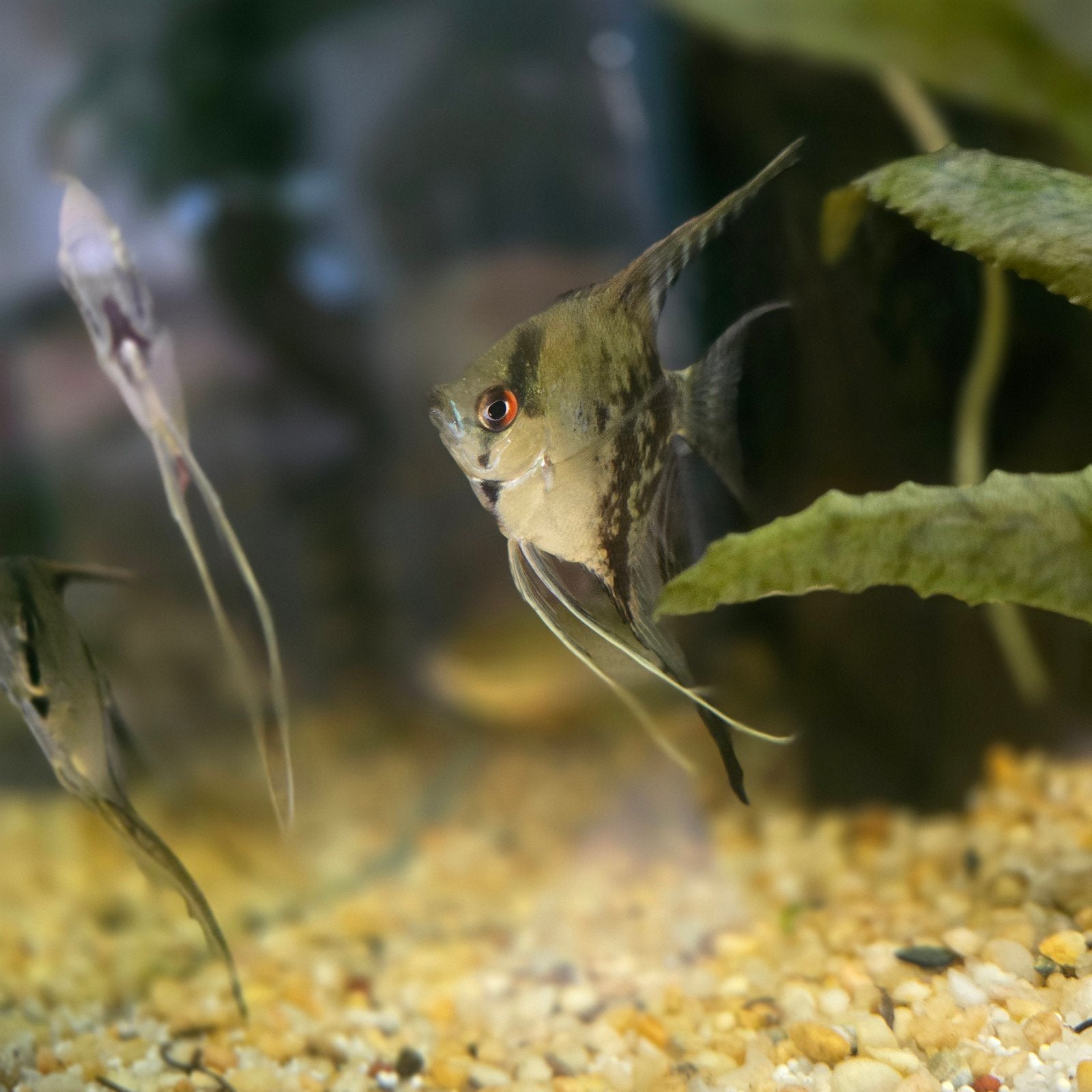 nog 3 maanvissen beschikbaar!, Dieren en Toebehoren, Vissen | Aquariumvissen, Vis