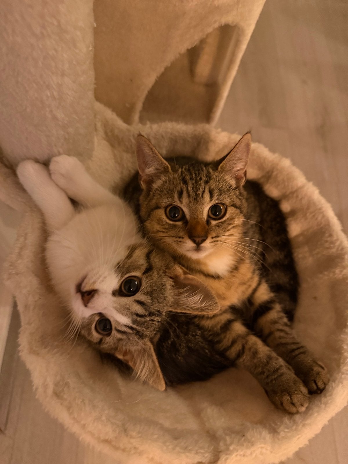 Kittens, Dieren en Toebehoren, Meerdere dieren, Kortharig, 0 tot 2 jaar