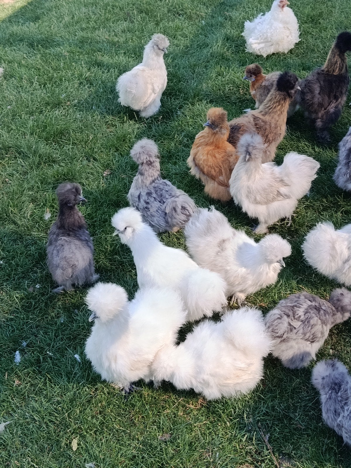 Jonge zijdehoenders te koop, Meerdere dieren, Kip