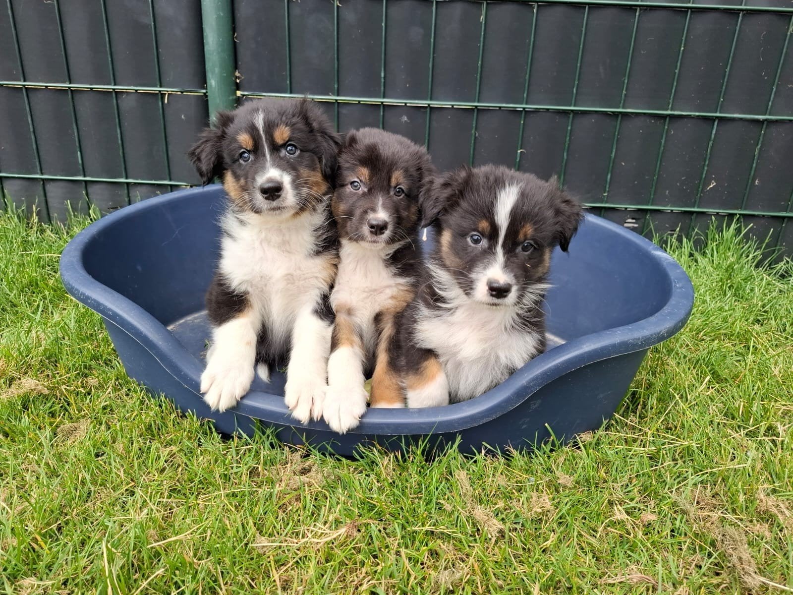 Prachtige Australian Sheperd pups., Dieren en Toebehoren, Honden | Herdershonden en Veedrijvers, Nederland, 8 tot 15 weken, Meerdere