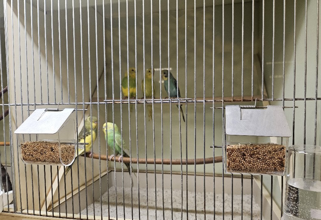 Melopsittacus undulatus Gras Parkiet, Meerdere dieren, Parkiet