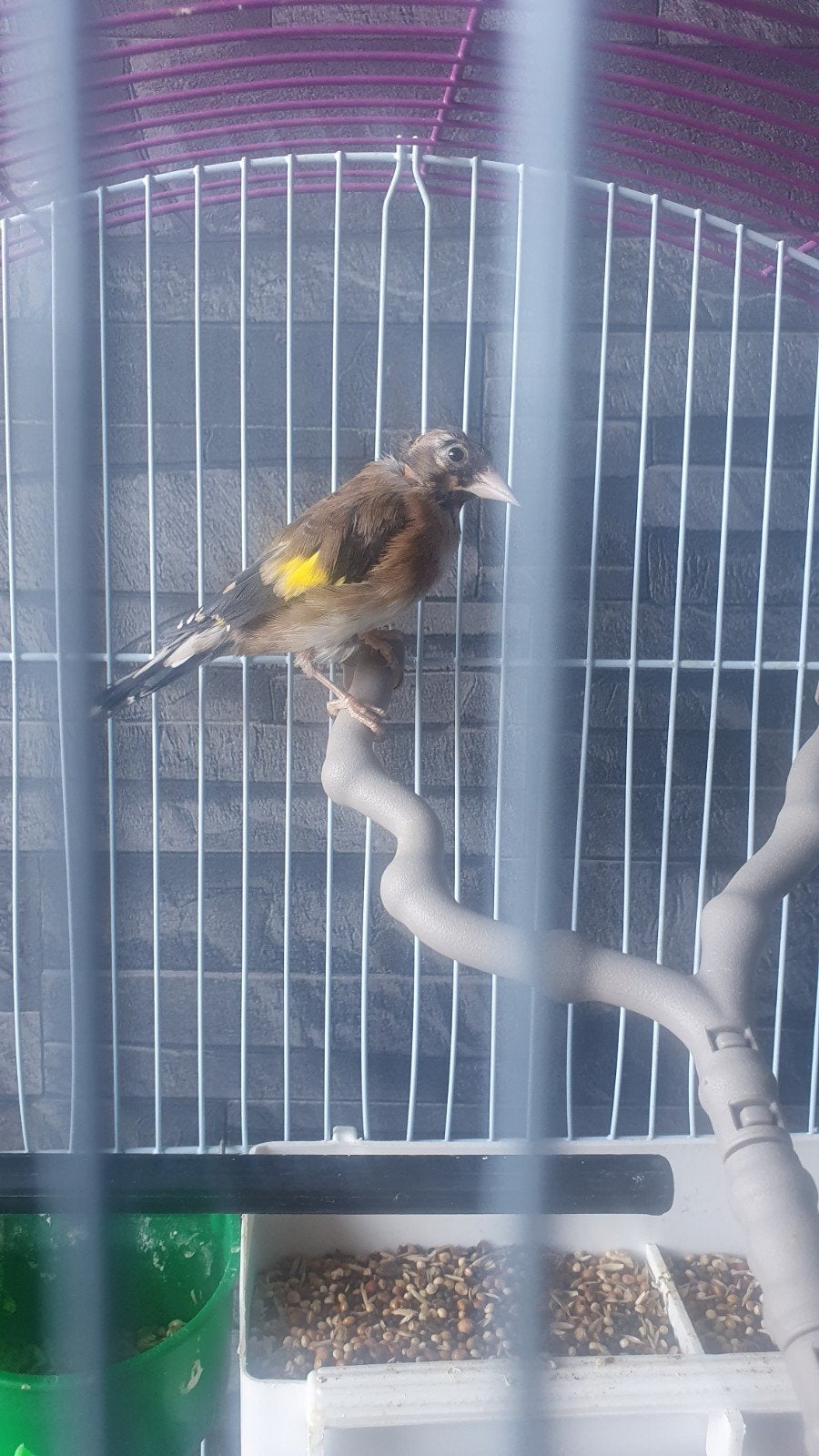 Prachtig Major Putters, Dieren en Toebehoren, Meerdere dieren, Wildzangvogel, Geringd