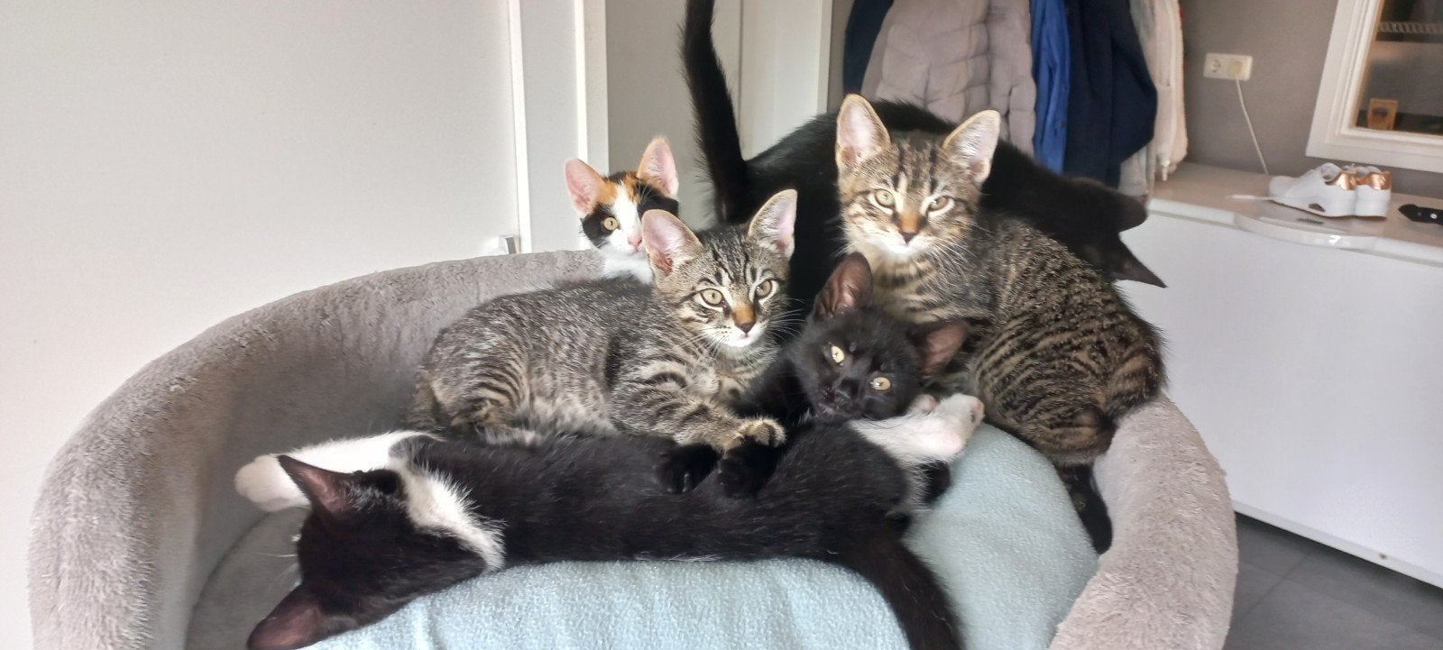 Lieve Kittens, Meerdere dieren, Kortharig, 0 tot 2 jaar