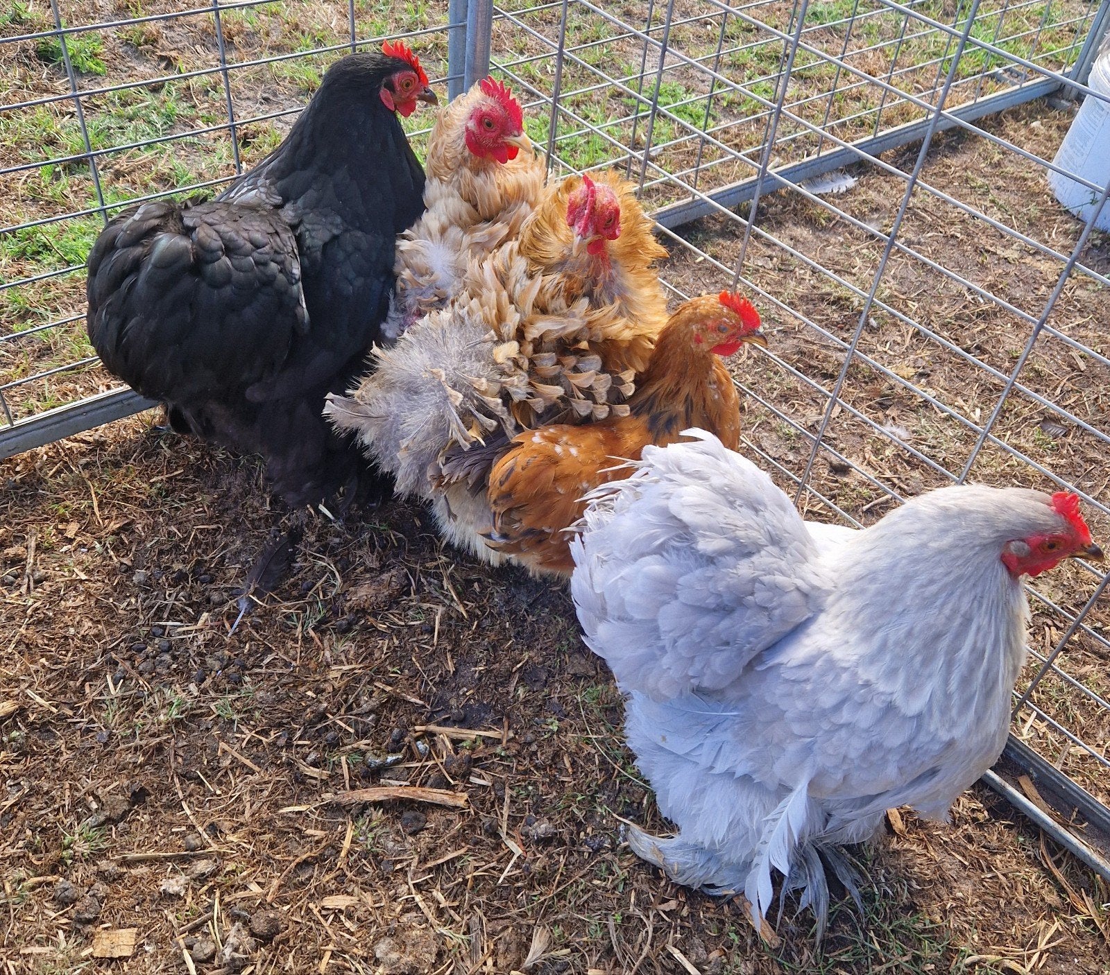 tekoop 4 cochin kriel hennen waarvan 2 krul met evt een haan, Dieren en Toebehoren, Pluimvee, Meerdere dieren, Kip