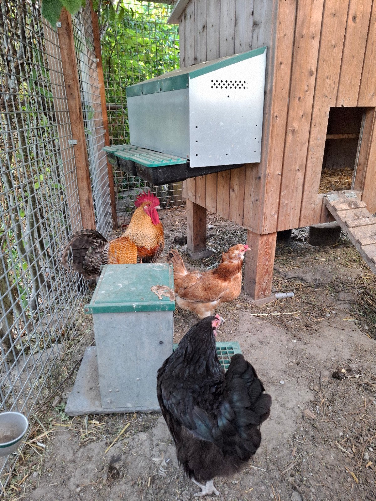 kippen en kuikens te koop, olijfleggers en zijdehoen, Meerdere dieren, Kip