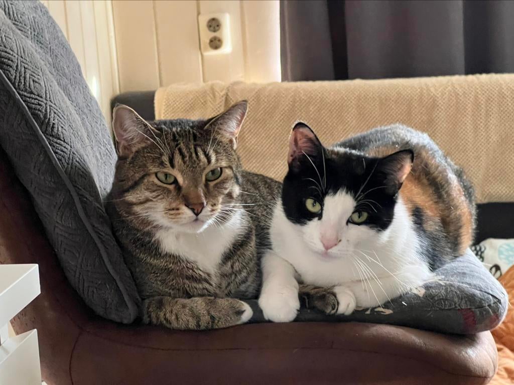 I need someone to care about my sweet cats, Kater, 3 tot 5 jaar