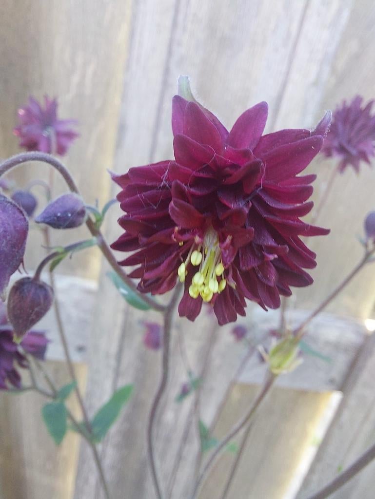 Wilde akelei zaden BIO 0.75gr, Tuin en Terras, Bloembollen en Zaden, Ophalen of Verzenden, Volle zon