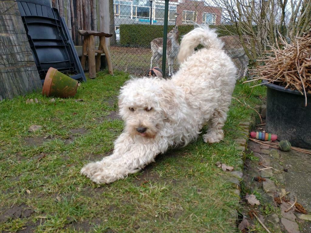 Dekreu maltipoo ED/HD, patella, ECVO en DNA getest, Reu, Eén hond, CDV (hondenziekte), 3 tot 5 jaar