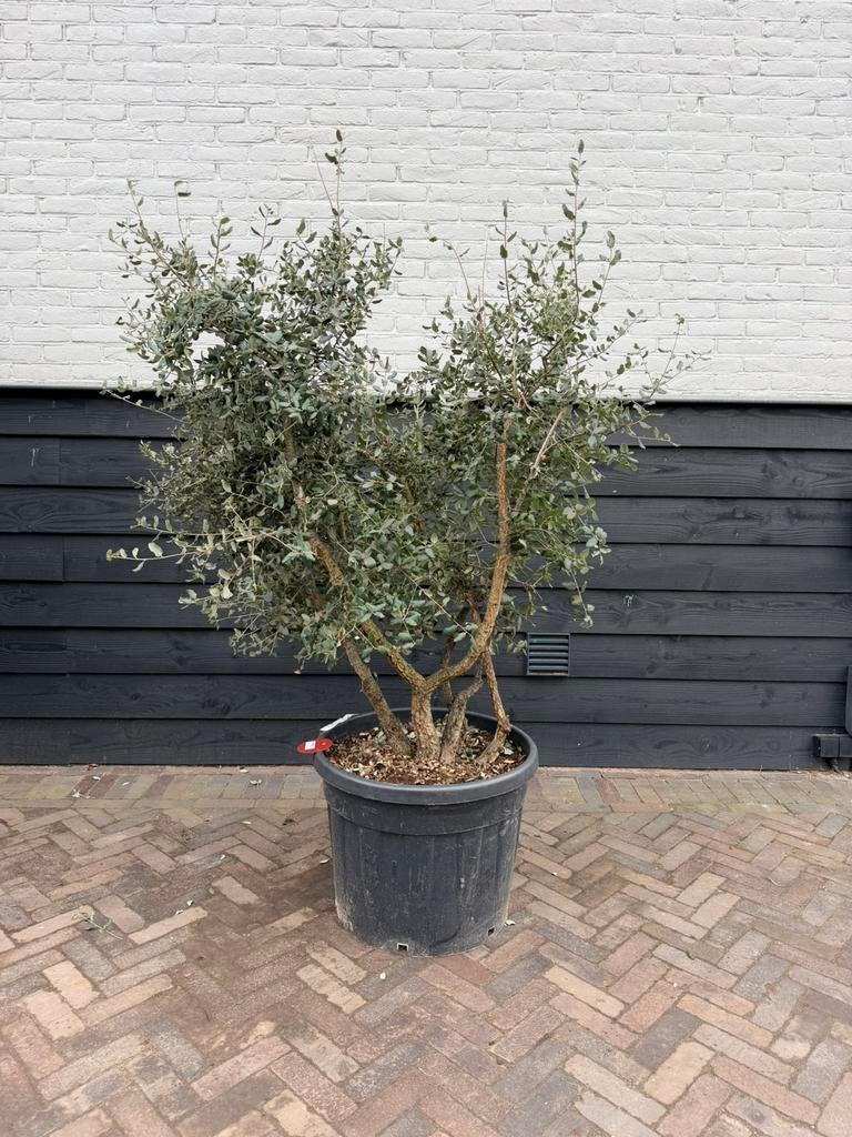 Meerstammige kurkeik quercus suber, Ophalen of Verzenden, Zomer, Volle zon, Overige soorten