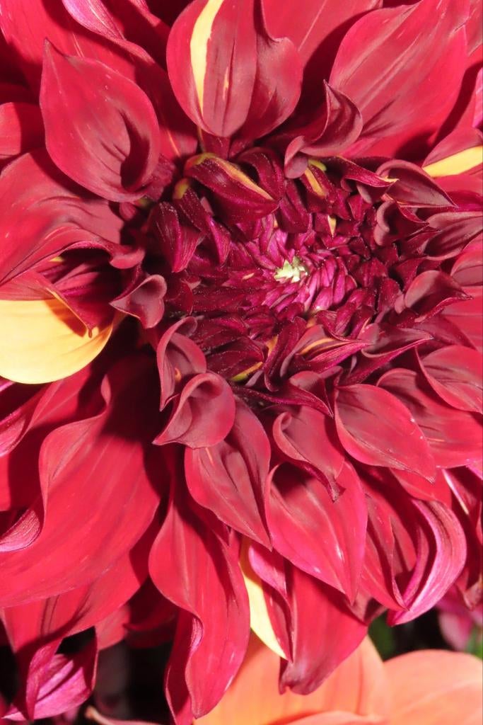 Dahlia's zaden Mix, Tuin en Terras, Bloembollen en Zaden, Ophalen of Verzenden, Volle zon, Knol