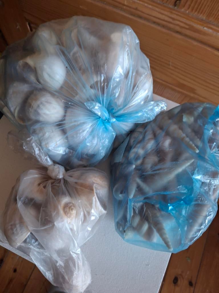 3 Zakken Vol Schelpen - Decoratie, Verzenden, Gebruikt
