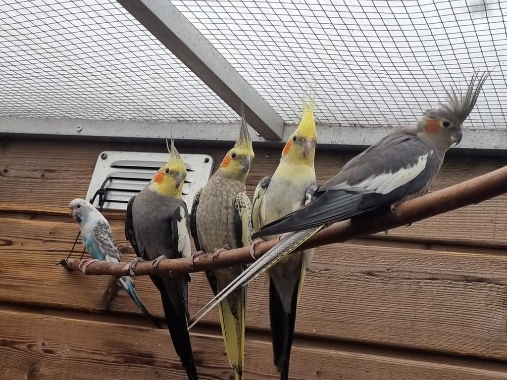 Valkparkieten, Dieren en Toebehoren, Meerdere dieren, Parkiet