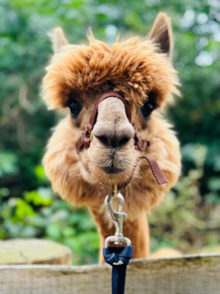 alpaca gemengde kudde: veulens merrie en (dekhengst), Juni, Meerdere dieren
