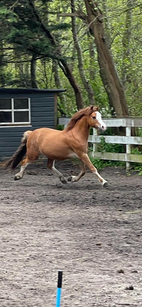 Chique b welsh, Dieren en Toebehoren, Pony's, Ruin