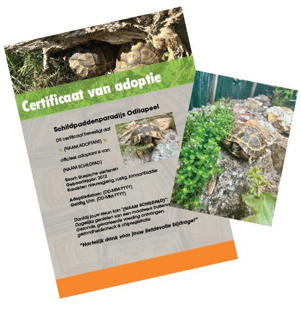 Adopteer een landschildpad 🐢💚, Schildpad