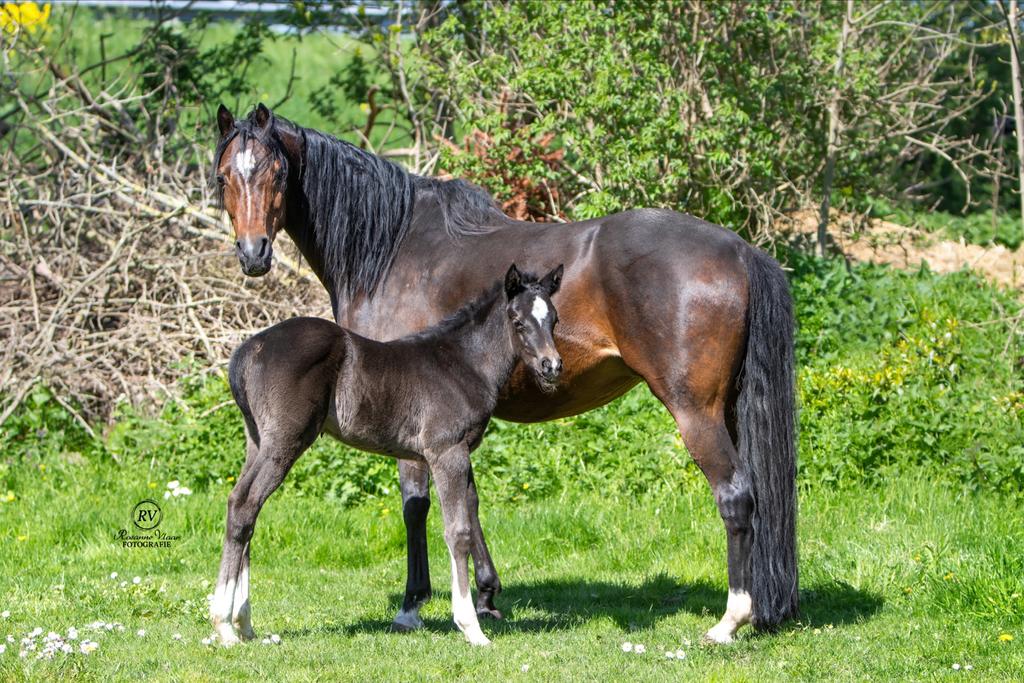 Aanboden wedstrijd, training, zadelmak maken, KI service, Diensten en Vakmensen, Dieren | Paarden | Verzorging, Oppas en Les, Verzorging of Verzorgpony's