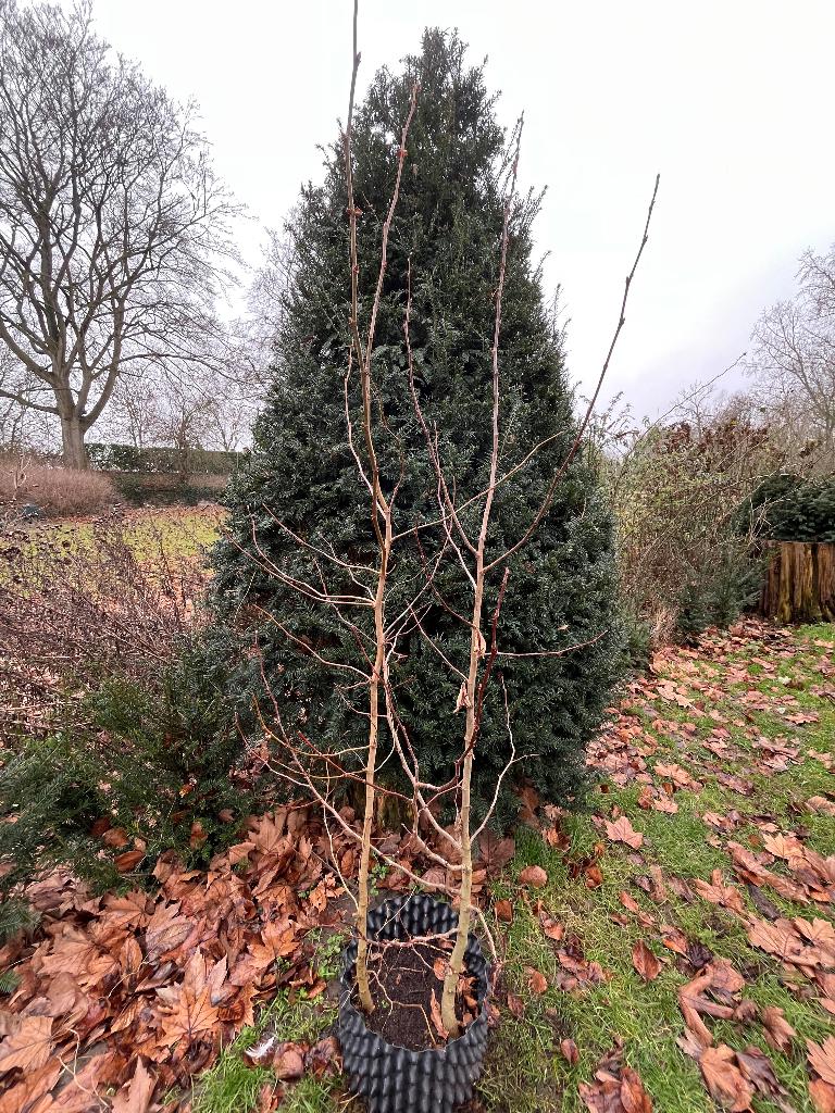 Platanus orientalis- Oosterse Plataan 2 x,, Tuin en Terras, Planten | Bomen, Ophalen, Volle zon, Overige soorten