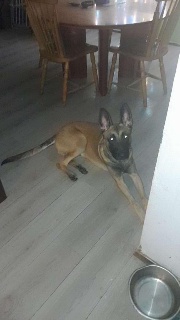 te koop mechelse herder reu, Reu, 1 tot 2 jaar, Eén hond, Herder