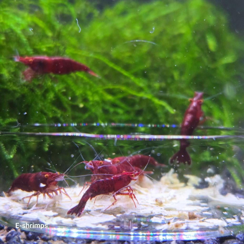 ☑️Rode | Bloody Mary OE Neocaridina-garnalen Verzenden/afh, Kreeft, Krab of Garnaal, Zoetwatervis, Schoolvis