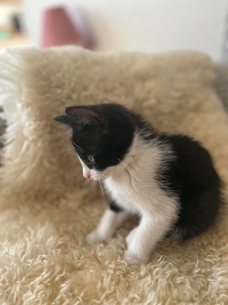 Kitten vrouwtje, Poes