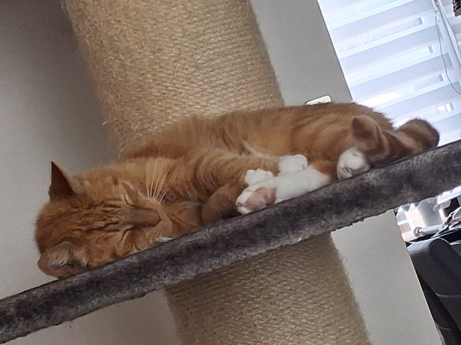 Rode kater gratis, Kater